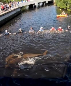 Utworzyli ludzki łańcuch. Uratowali delfiny, które wpłynęły do kanału na Florydzie