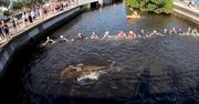 Utworzyli ludzki łańcuch. Uratowali delfiny, które wpłynęły do kanału na Florydzie