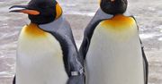 Rozczula cię widok pingwinów? Sprawdź, co o nich wiesz