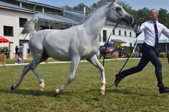 Janów Podlaski. W niedzielę licytacja 21 arabów na Pride of Poland