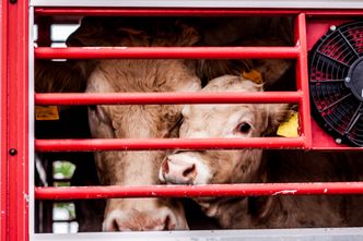 Minister rolnictwa proponuje: w każdej ubojni weterynarz lub całodobowy monitoring