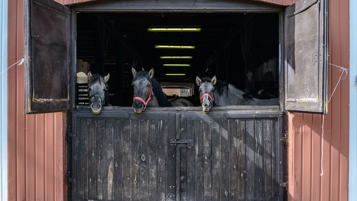 Prokuratura od 2016 roku nie potrafi wykazać winy byłego kierownictwa stadniny i wciąż przedłuża postępowanie w tej sprawie.