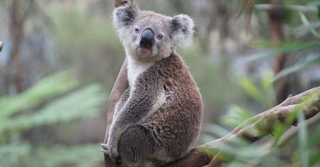 Rok 2015, Australia wciąż na potęgę zakazuje sprzedaży gier dla dorosłych