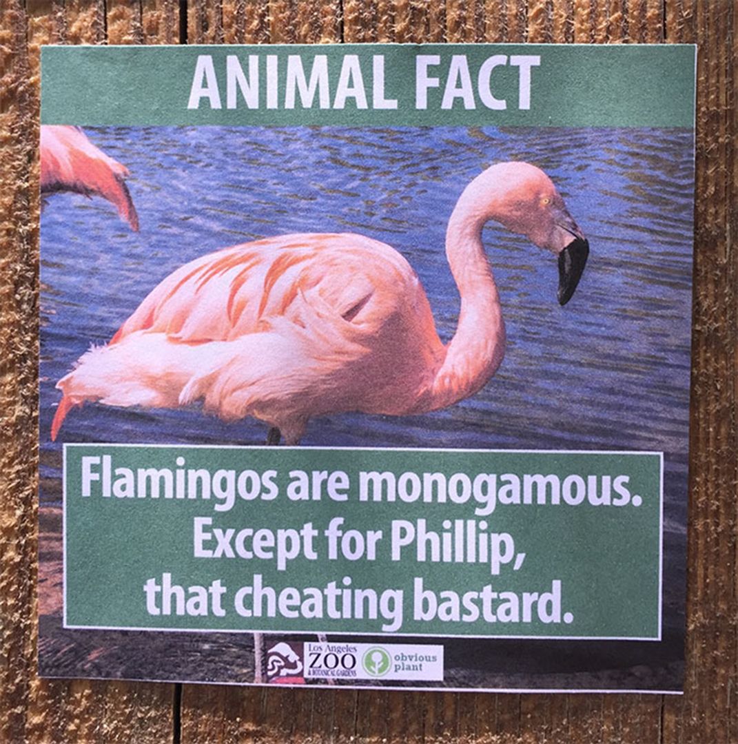 Flamingi zdradzają