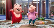 "Sing" w udomowionej wersji. Przebój polskich i światowych kin już na DVD i BD