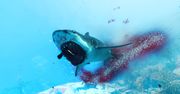 Maneater. Sharknado gier wideo [RECENZJA]