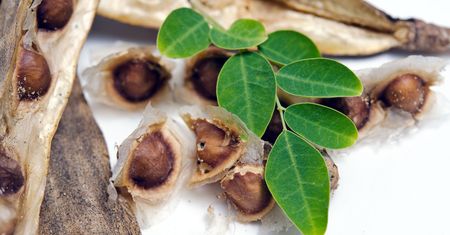 Moringa  - superfood prosto z Azji. Zaskakuje skutecznością