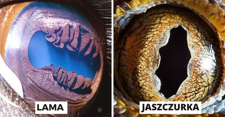 Galaktyczne oczy. 23 zdjęcia ukazujące magiczny Wszechświat w zwierzęcym spojrzeniu