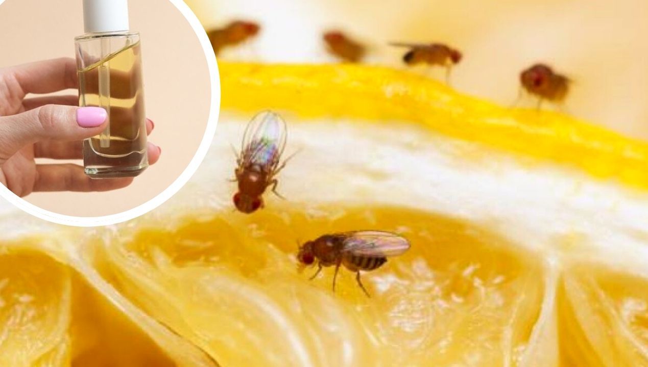 The Smell That Fruit Flies Hate. Get Rid of Them From the Kitchen