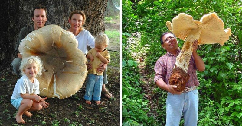 The Largest Edible Mushroom on Our Planet Owes Its Impressive Dimensions to Insects