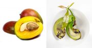 Pestkę z mango można samemu zasadzić. Prosty sposób, by wyhodować owoc w domu