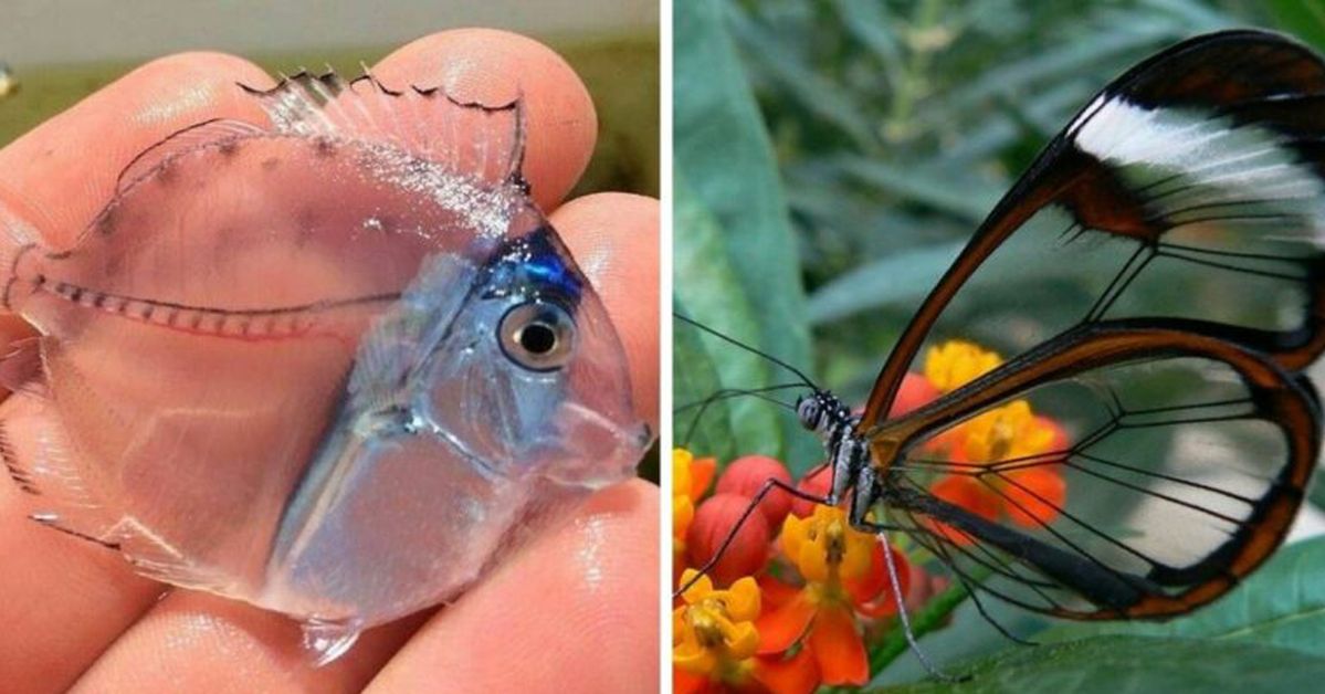 15 Transparent Animals That Have More Secrets than It Seems