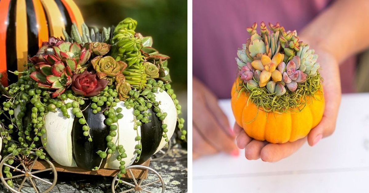 3 Ways to Combine Pumpkins with Succulents for Unusual Fall Decorations