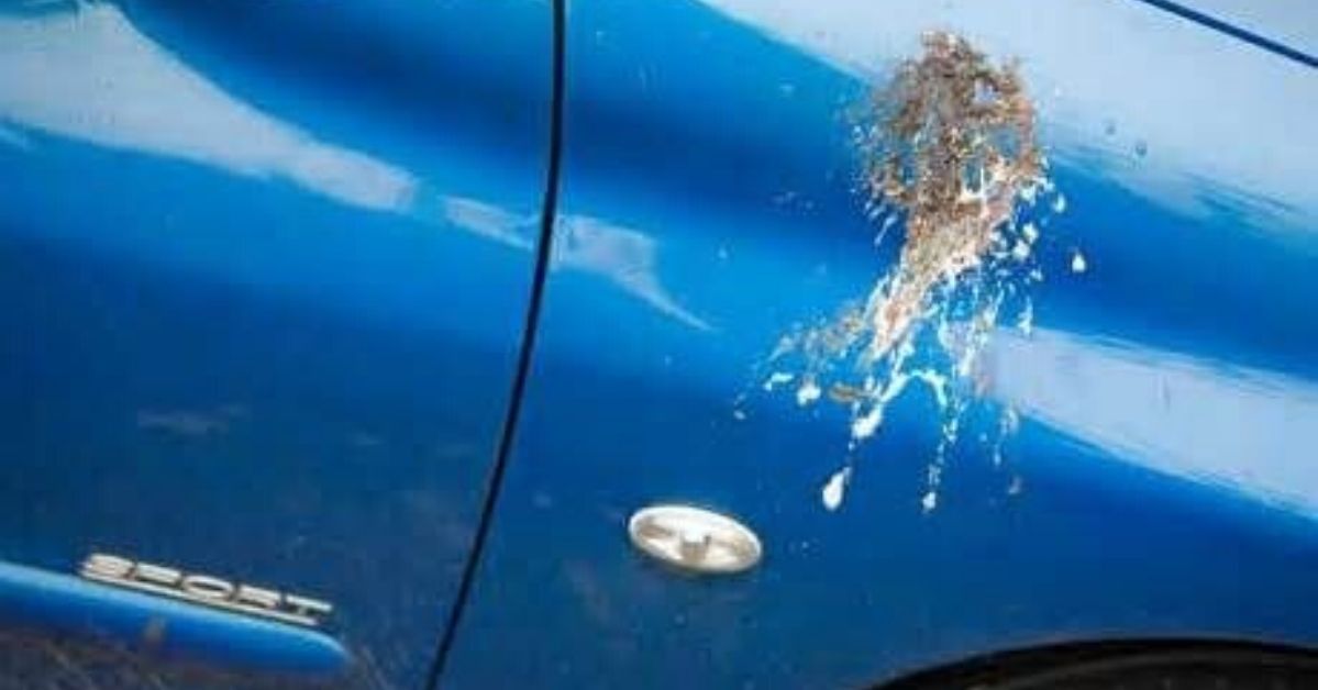 Bird Droppings Can Do Irretrievable Damage to Your Car’s Paint. We Know How to Get Rid of Them without Scrubbing