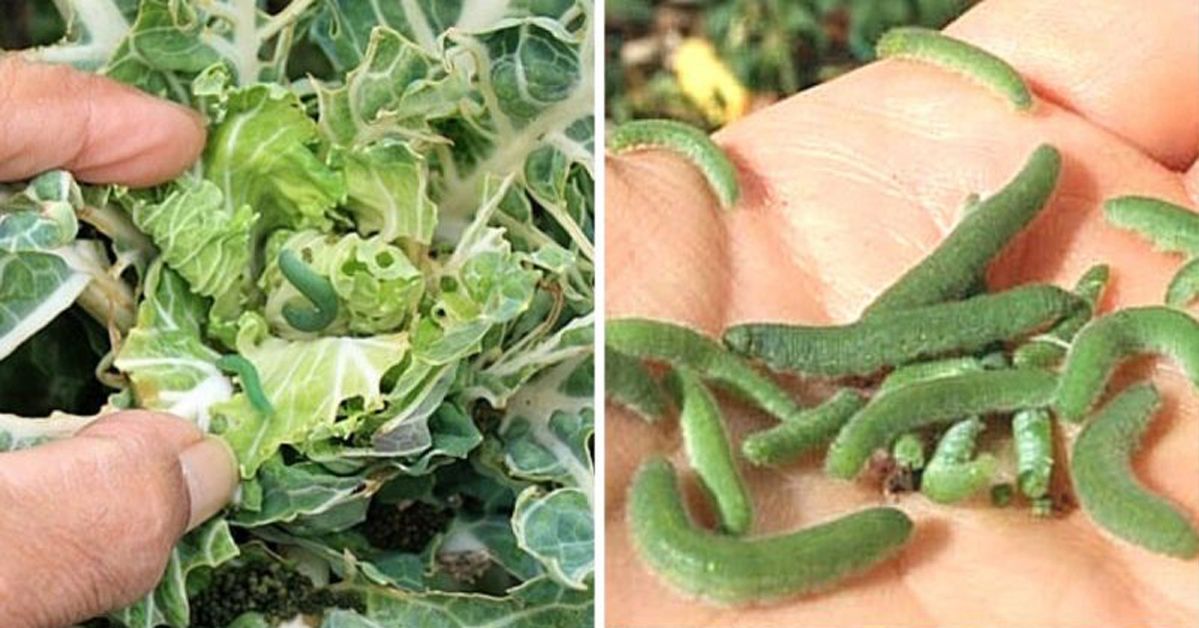 An Easy Trick to Get Rid of Caterpillars and Other Pests in a Natural Way