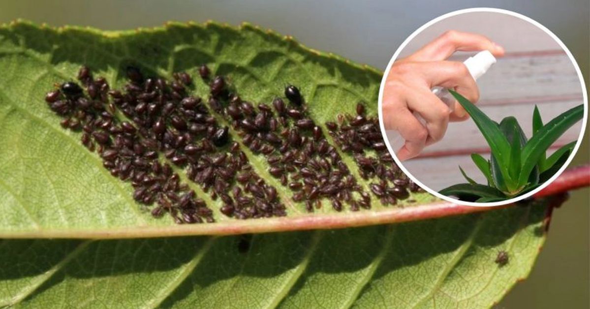 Natural Spray for Aphids, Powdery Mildew and Other Diseases. A Step-By-Step Recipe