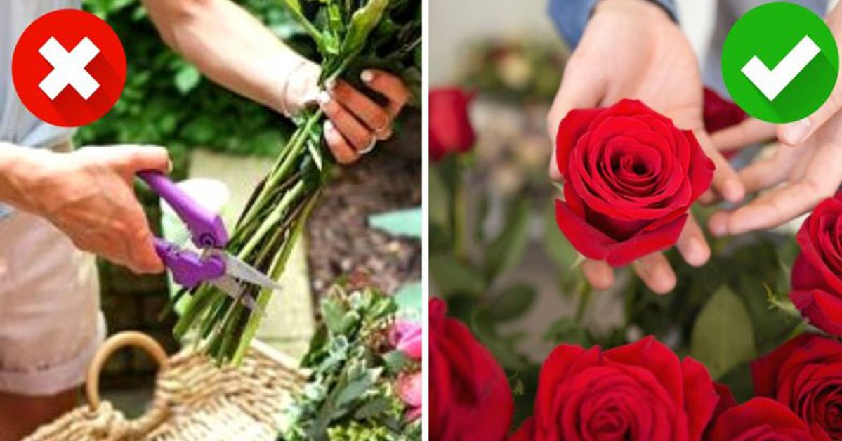 Are Your Cut Roses Fading? There Is One Principle You Have to Follow to Prevent That!