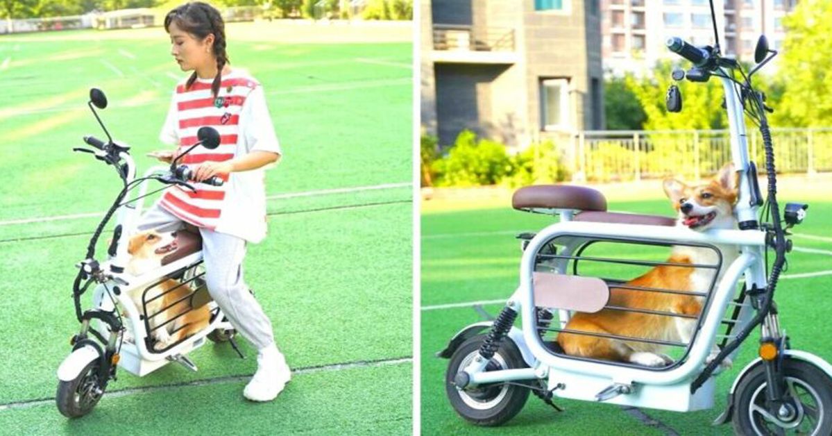 An Electric Bike That Lets You Take Your Dog With You