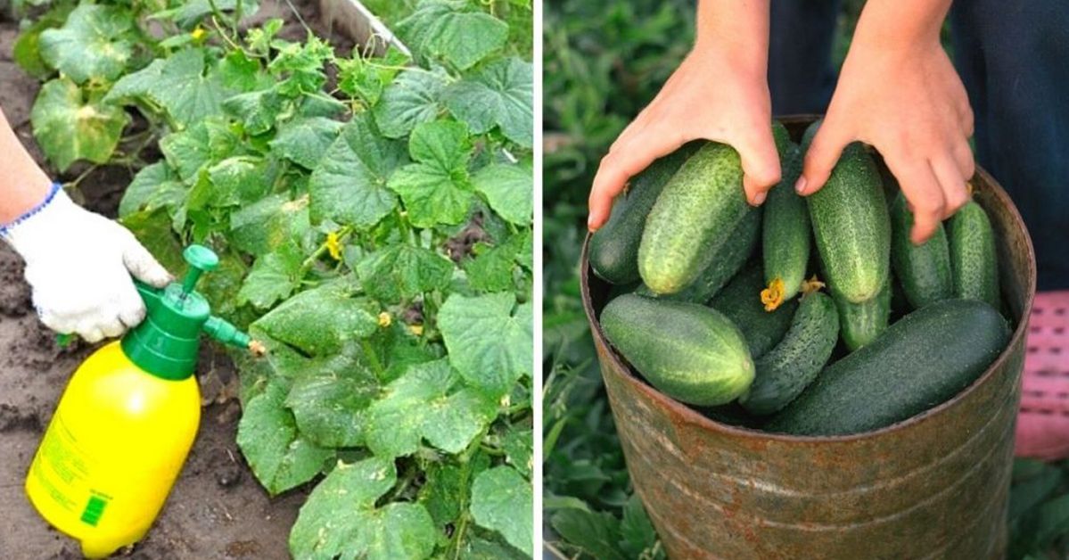 3 Natural Ways to Fertilize Cucumbers in Your Garden