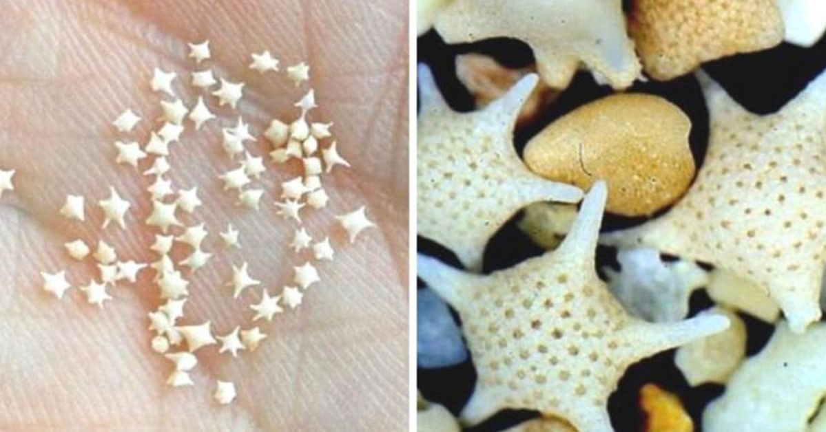 There Is a Beach in Japan with Plenty of Tiny Stars to Be Found in the Sand