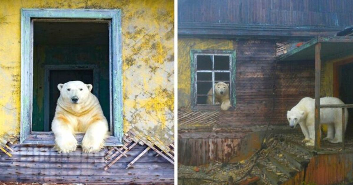 10 Images Showing Polar Bears That Took Over a Russian House