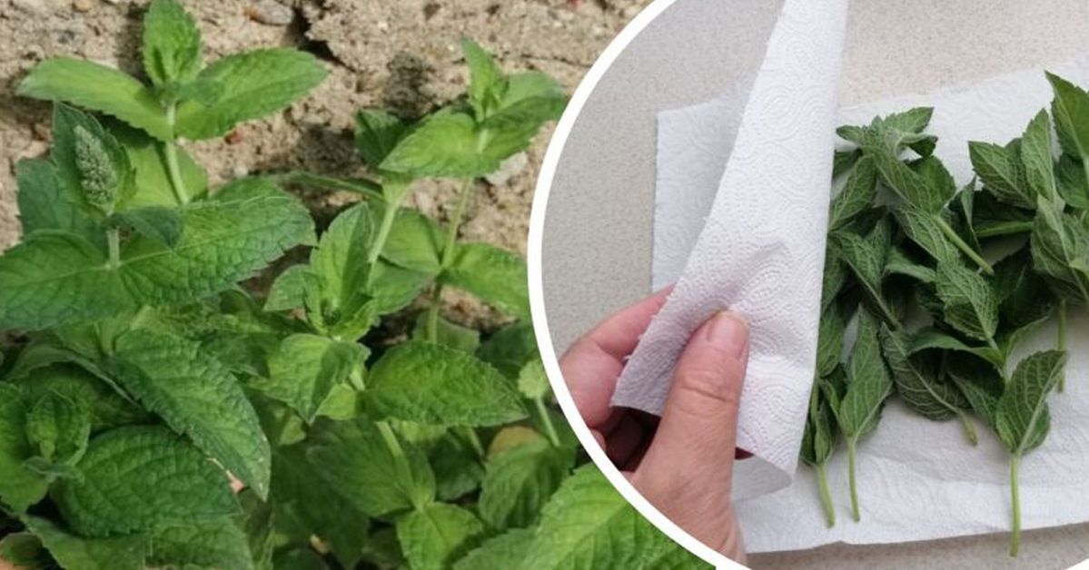 The Best Methods of Drying Herbs. They Will Preserve Their Unique Aroma for a Long Time