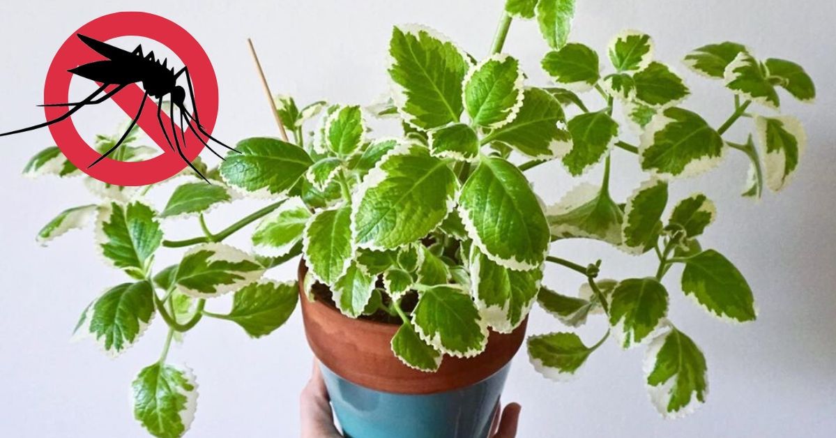 Tropical Mint (Also Known as White-Edged Swedish Ivy, Candlestick Vibe, Ornamental Coleus) – This Decorative Plant Put on Your Balcony or Terrace Will Keep Mosquitoes Away.