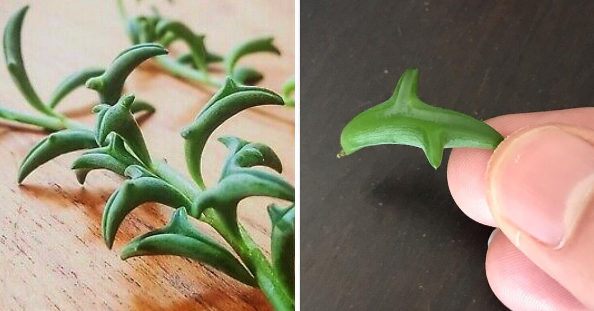 Succulents Looking like Tiny Dolphins Popping Out of Ocean Waves