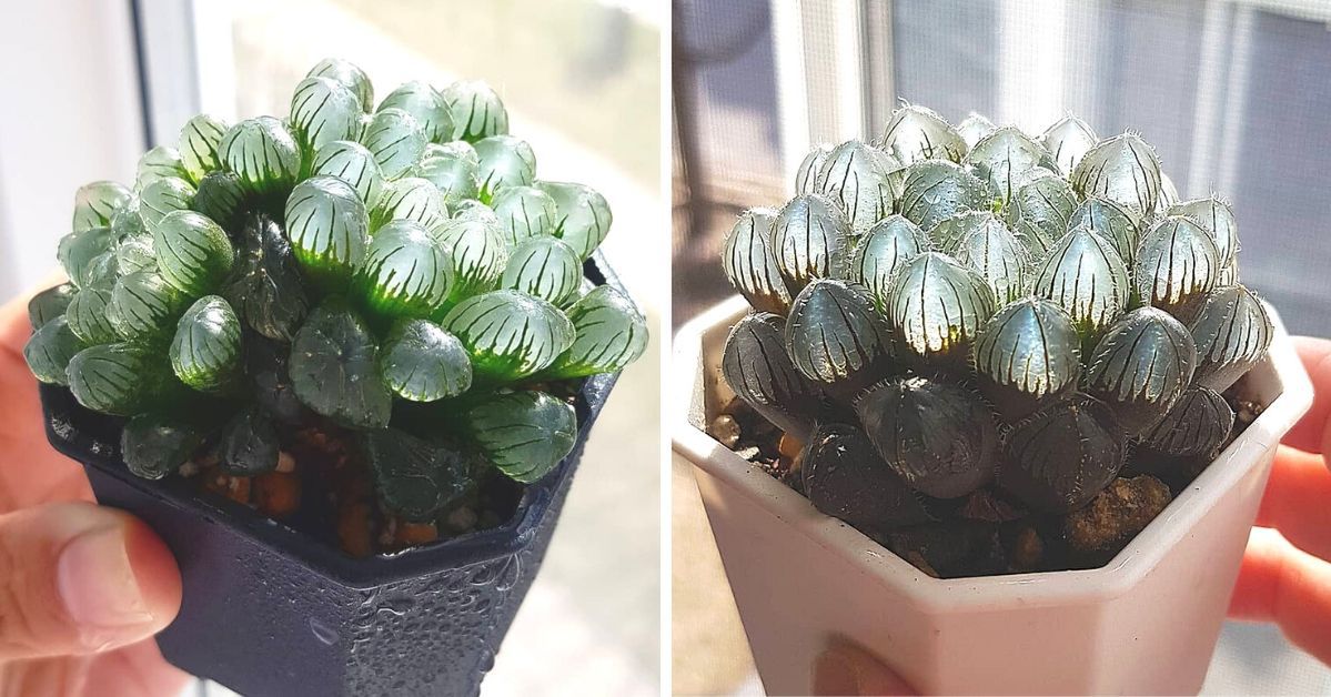 Amazing Succulent with Transparent Leaves. It Looks like Nothing Growing on This Planet!
