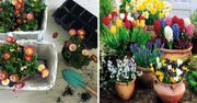9 najpopularniejszych wiosennych kwiatów do ogrodu i na balkon