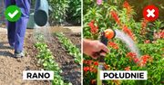 8 podstawowych zasad racjonalnego podlewania ogrodu