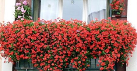 Pelargonie na balkon - sadzenie, odmiany, porady