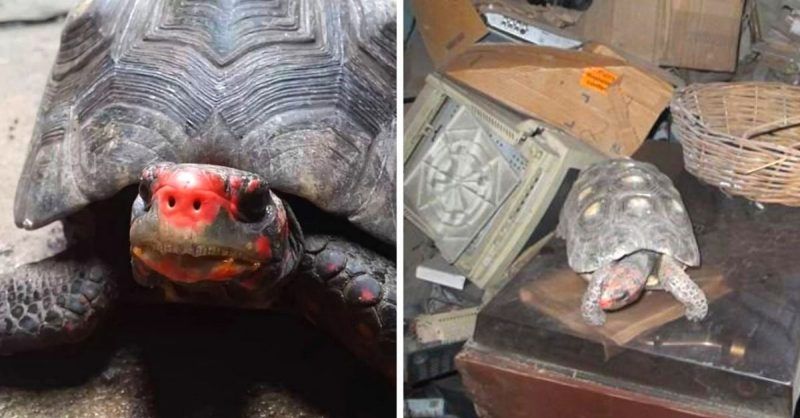 A Family Finds a Missing Tortoise. The Reptile Went Missing Thirty Years Ago. And... It’s Alive and Kicking Today!