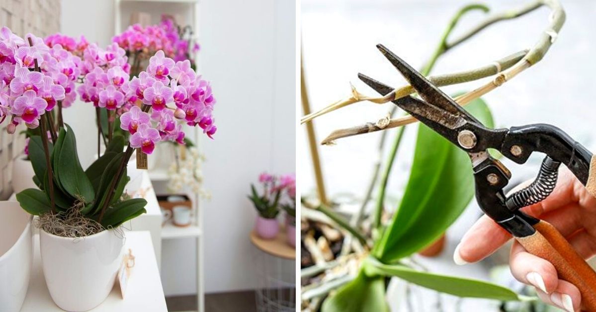 Growing Orchids at Home. What Should We Do When the Wonderful Flowers Fade?
