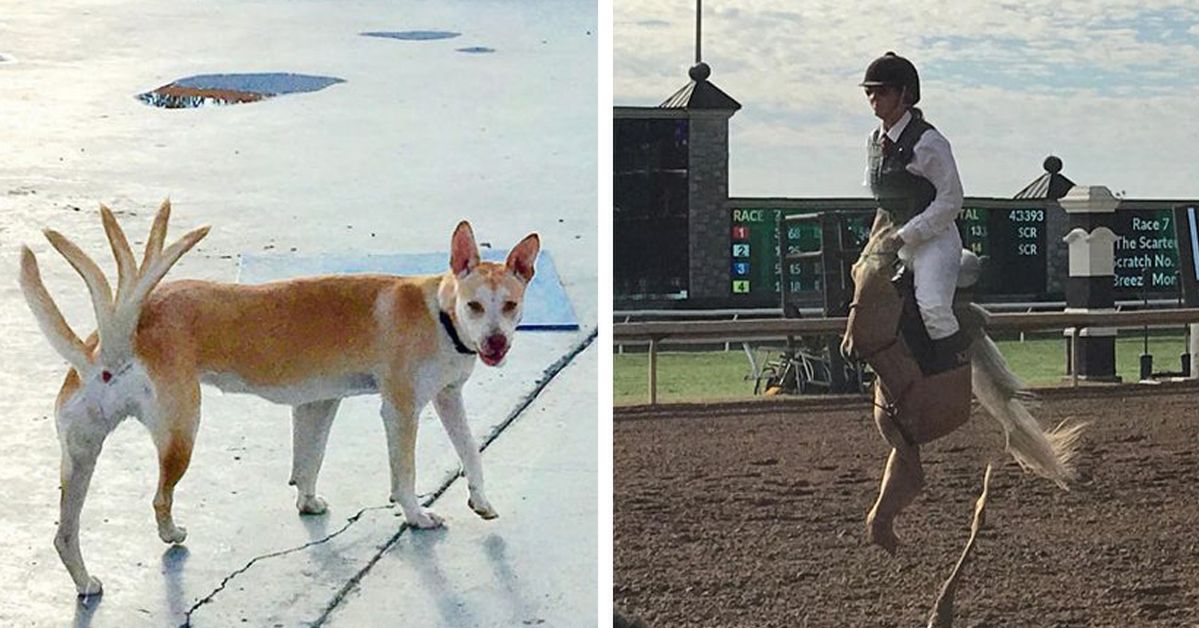 19 Panorama Photos Ruined by Moving Pets. These Animals Look Hilarious