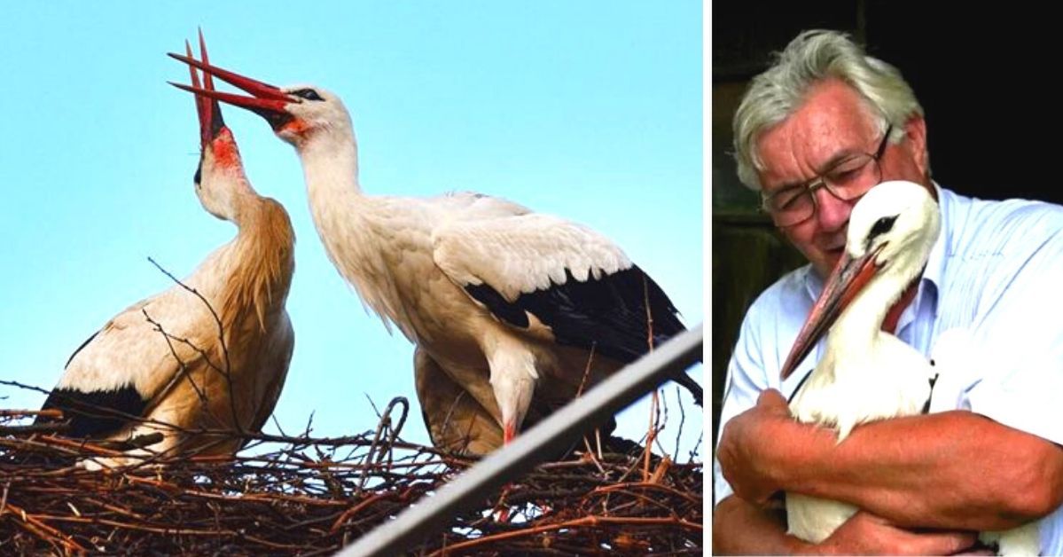 A Stork Has Been Returning to His Disabled Partner for 19 Years. He Travels More than 14 Thousand Kilometers to Meet Her