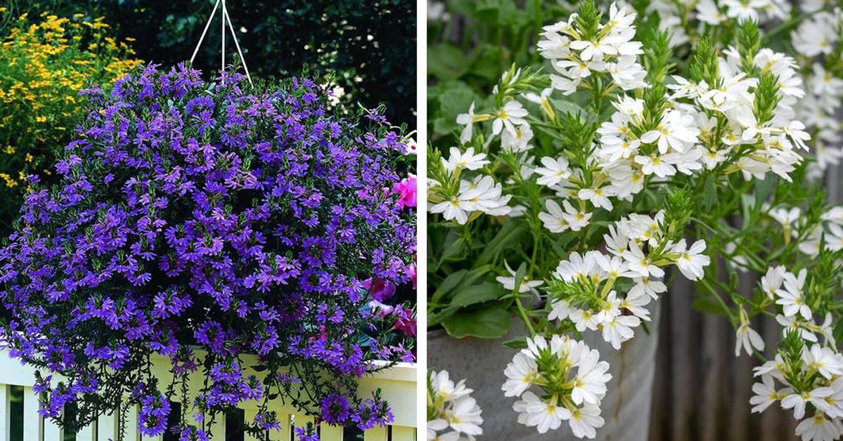 Scaevola – An Unusual Balcony Plant. It Survives Even Some Really Harsh Conditions
