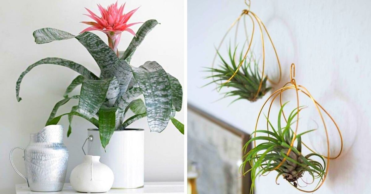9 Plants That Don’t Mind Dry Air. They Are Not Sensitive to Low Humidity