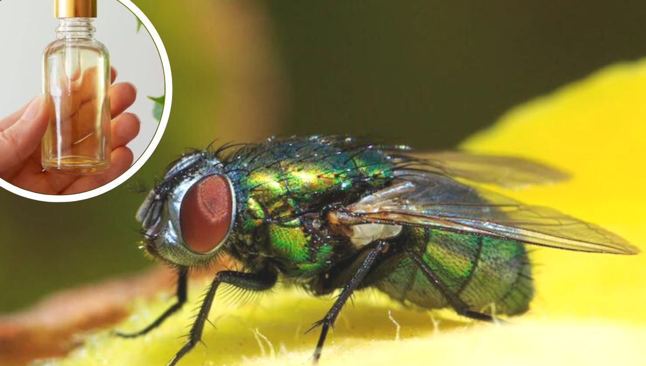 The Smell That Scares Off the Flies. You’ll Finally Get Rid of Them
