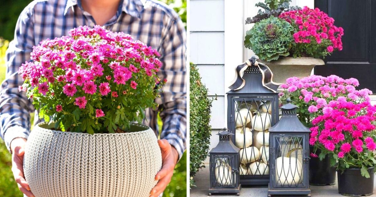 Taking Care of Potted Chrysanthemums