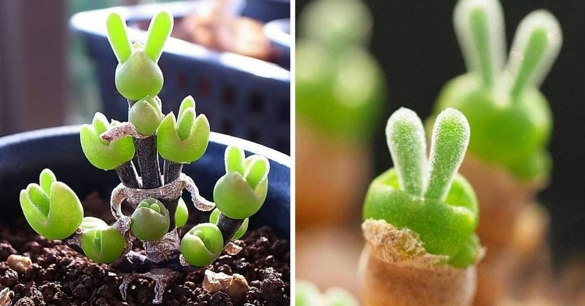 Succulents Bunny Ears Will Be the Most Adorable Decoration for Your Home