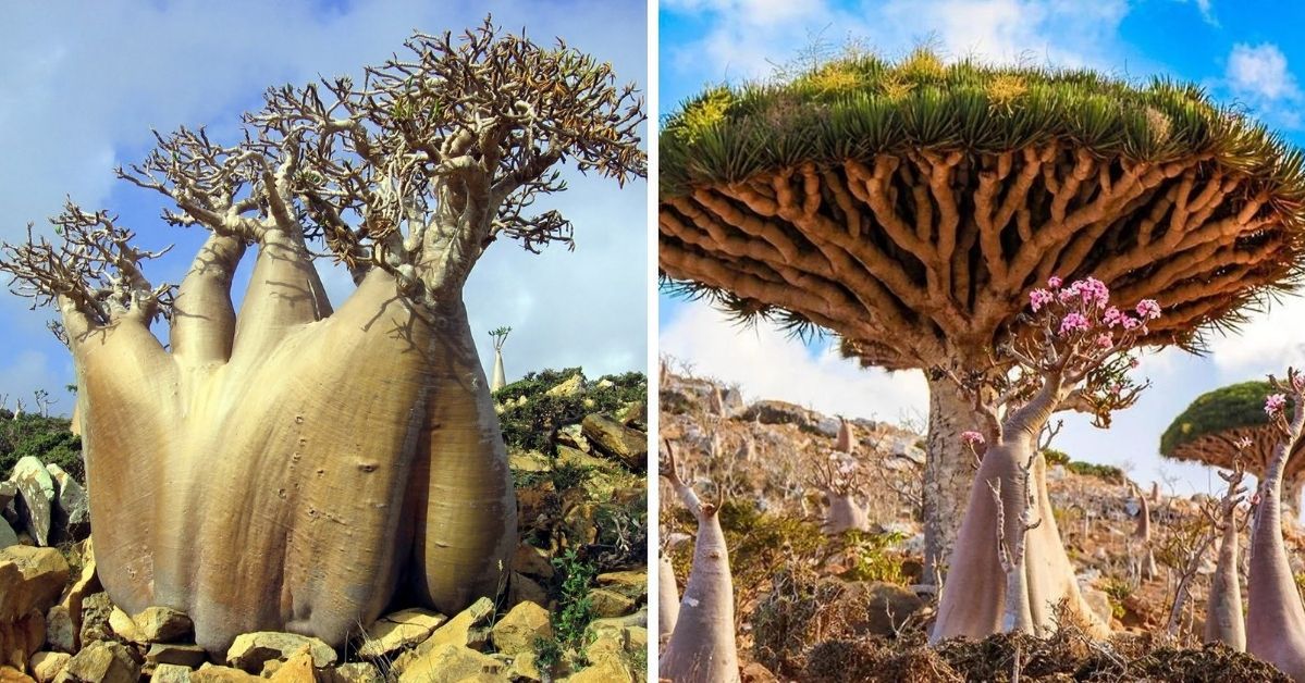 Socotra Island Is One of the Strangest Places on Earth