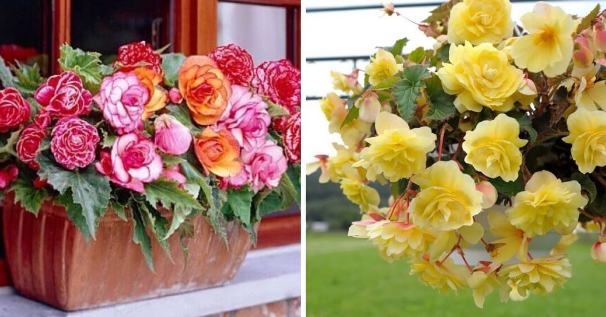 Begonia Tuberhybrida – the Most Beautiful Flower to Grow on Shady Balconies