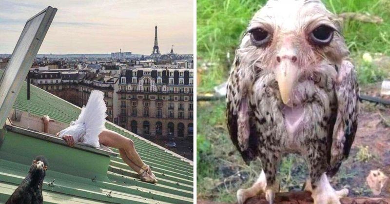 17 Photos of Birds Which Are So Bad That They Will Make You Feel… Good!