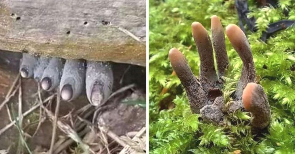 Dead Man’s Fingers Can Scare the Hell Out of Anyone. If You See Them in the Woods, Just Keep Walking