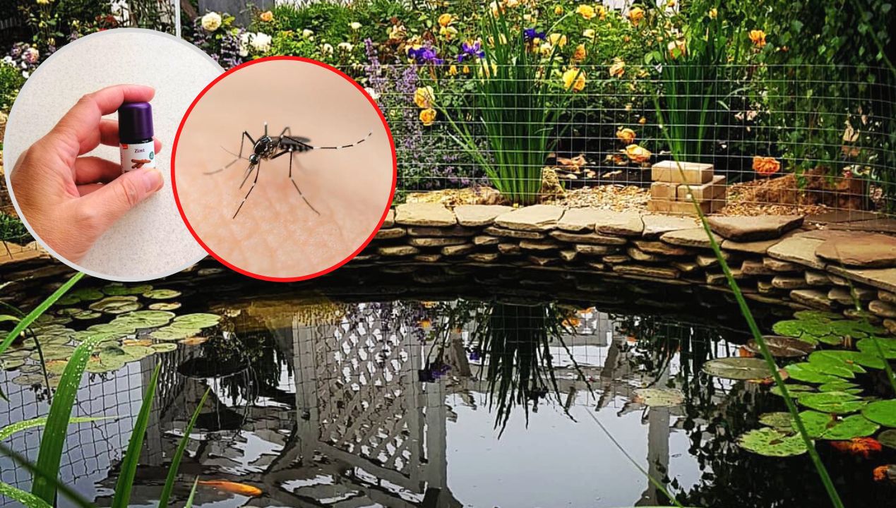 A Natural Remedy for Mosquitoes in the Pond