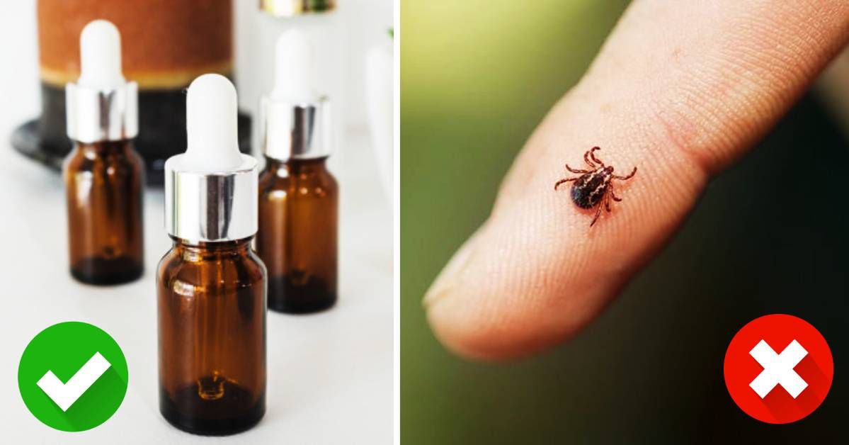 Smells That Scare Ticks Away. It’s Worth Checking – They Are Really Effective!
