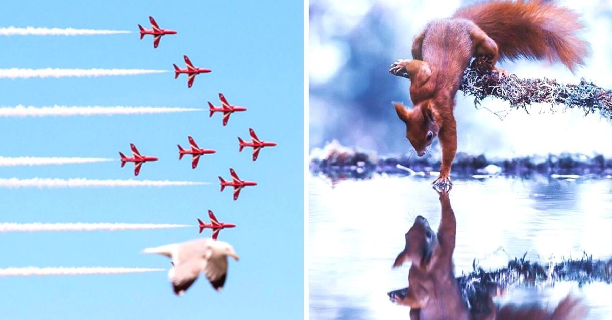 19 People Who Managed to Perfectly Capture the Moment