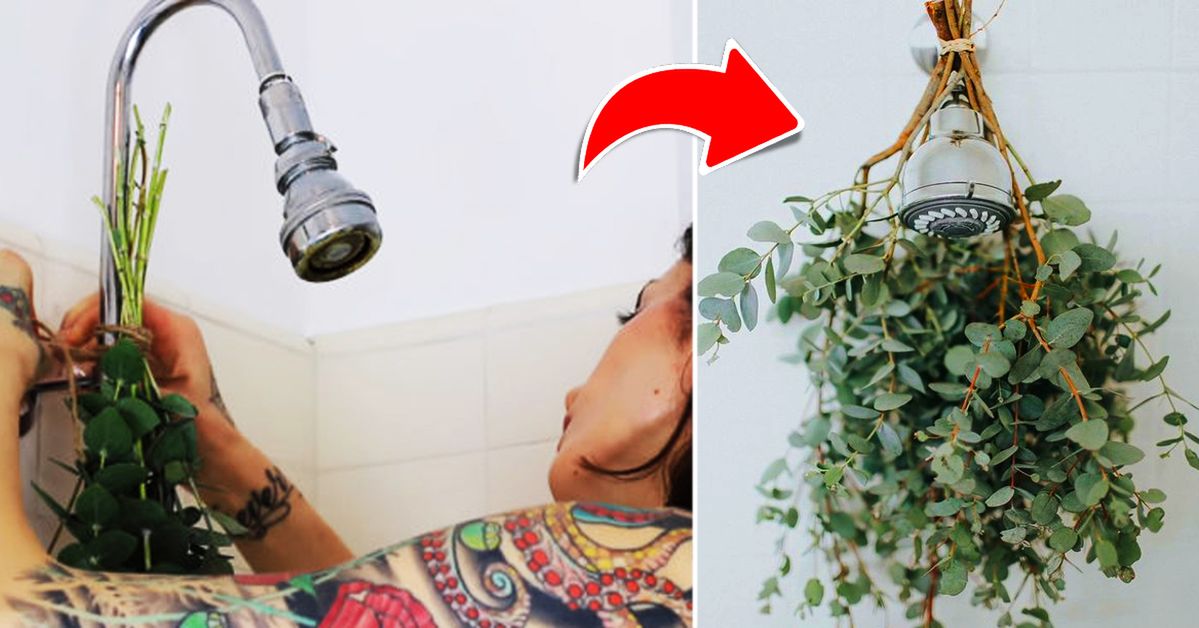 Eukaliptus pod prysznicem? Coraz więcej osób umieszcza roślinę w łazience