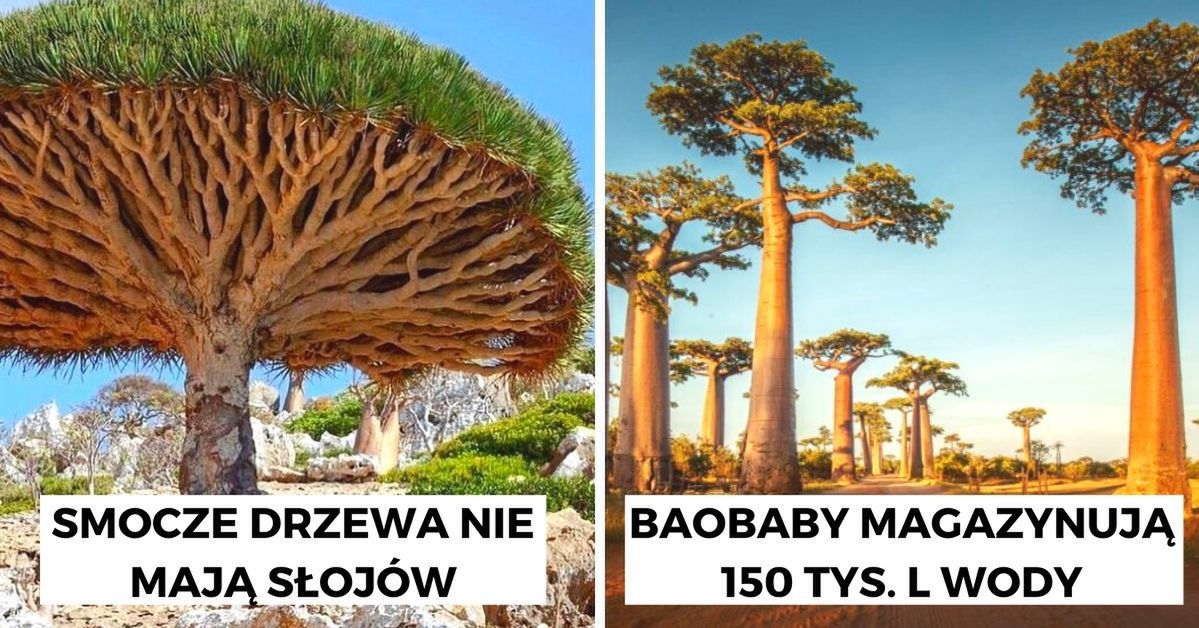 16 drzew jedynych w swoim rodzaju, które wyglądają jak przybysze z innego wymiaru